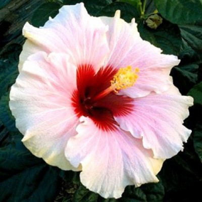 Hibiscus Dwarf White Mix Jumbo Plant - Jaswand, Gudhal